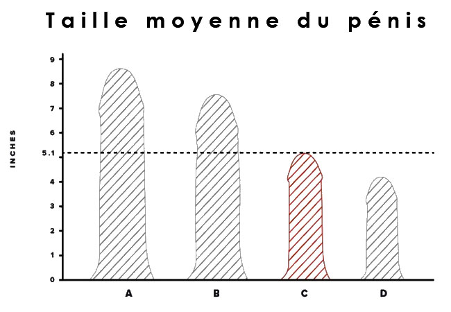 graphique taille moyenne du penis