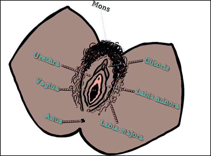 schema appareil sexuel feminin