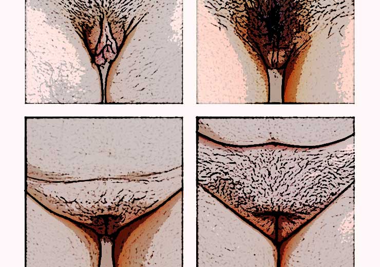 vue de differentes vulves